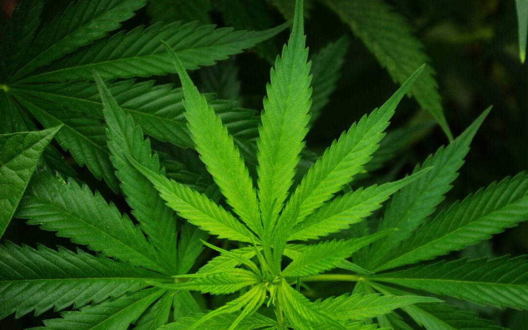 Is Marijuana Legal in NJ Yet?